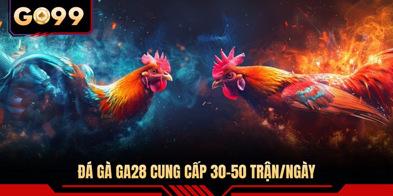 Đá gà GA28 cung cấp 30-50 trận/ngày