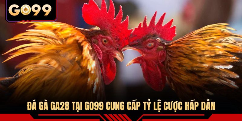 Đá gà GA28 tại GO99 cung cấp tỷ lệ cược hấp dẫn