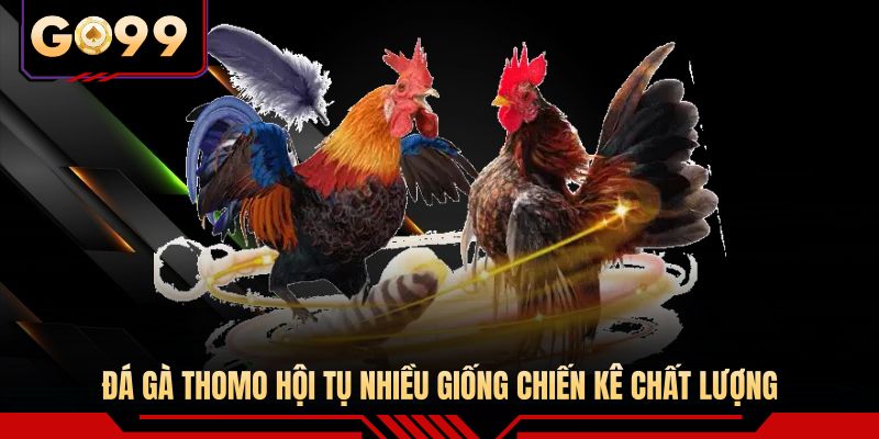 Đá gà Thomo hội tụ nhiều giống chiến kê chất lượng