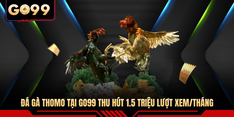 Đá gà Thomo tại GO99 thu hút 1.5 triệu lượt xem/tháng