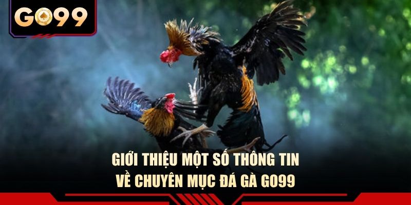 Giới thiệu một số thông tin về chuyên mục đá gà GO99