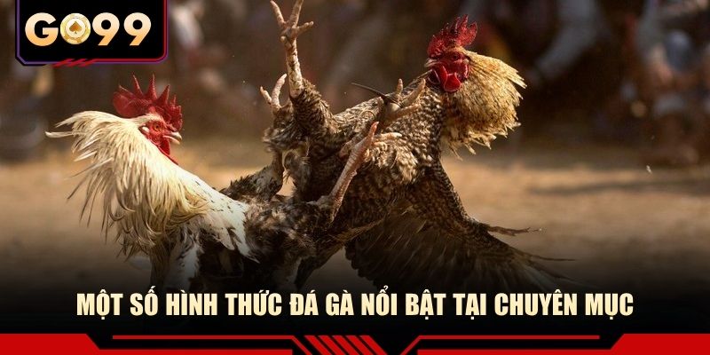 Một số hình thức đá gà nổi bật tại chuyên mục